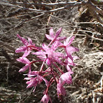 Dipodium punctatum (Hyacinth orchid)