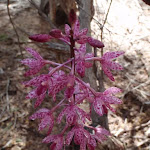 Dipodium punctatum (Hyacinth orchid)