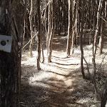 Track marker through the trees