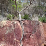 Tree at home in the cracks of red sand bay