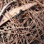 Large ant north of Leather Jacket Bay