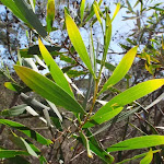 Acacia leafs