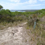 Arrow marker down bushtrack north of Leather Jacket Bay