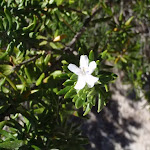 Coastal Rosemary Flower (Westringia fruticosa)