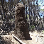 Giant ant mound marking the track