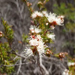 Tickbush (Kunzea ambigua) Flower