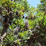 Banksias beside the track