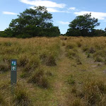 Arrow marker through grass land