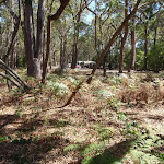 Track away from Hobart Beach camping area
