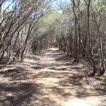 Track south of Hobart Beach camping area