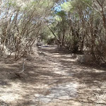 Track through the heath to Scotts Hut picnic area