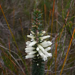 Epacris Obtusifolia (Blunt-leaf Heath)
