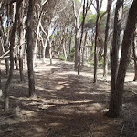 Track shaded by trees north of Saltwater Creek
