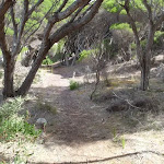 Track through the Melaleuca trees