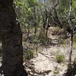 Trck past Banksia near North Tura