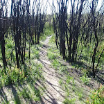 Burnt trees beside the track