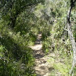 The track between the lookout and cave tracks