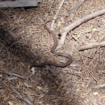 Brown snake, North Tura