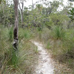 Track through dry eucalypt forest