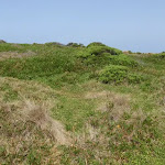 Bournda Island heath