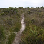 Track through low heath
