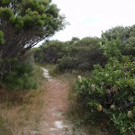 Banksia bush beside bush