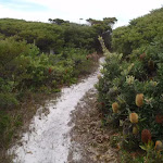 Sandy track past Banksias