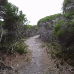 Sandy track through the melaleuca
