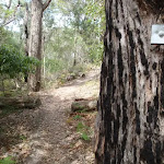 Track marker in burnt tree