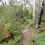 Track surrounded by ferns