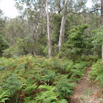 Track through the ferns near Bittangabee Creek