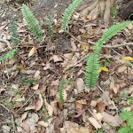 Ferns beside the track