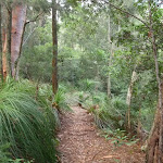 Gibbergong track along side the upper Cockle Creek