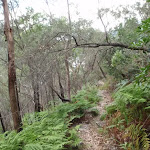 Birwanna Track above Apple Tree Bay