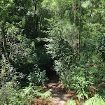 Rainforest track