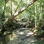 Creek and rainforest