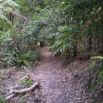 Along the Federal Pass Walking Track