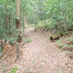 Track through Seven Little Australians Park