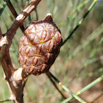 Pod in Garigal national park (Currie Rd track)