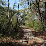 Following the Bluff Track service trail