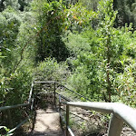 steps near top of Carroll creek