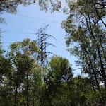 View of power lines from Casuarina Track