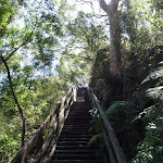 Climbing up the Casuarina Stairway