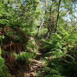 Ferns near Davidson Park on Magazine track