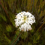 Slender Rice Flower (Pimelea linifolia ssp. linoides)