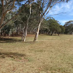 Edge of gum tree grove at Wares Yards