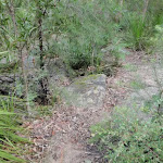 Track to campsite from Creek Junctions