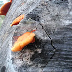 Orange fungus growing on old log