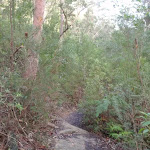 Track above Campfire Creek