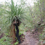 Grass tree next to track to Red Hands Cave